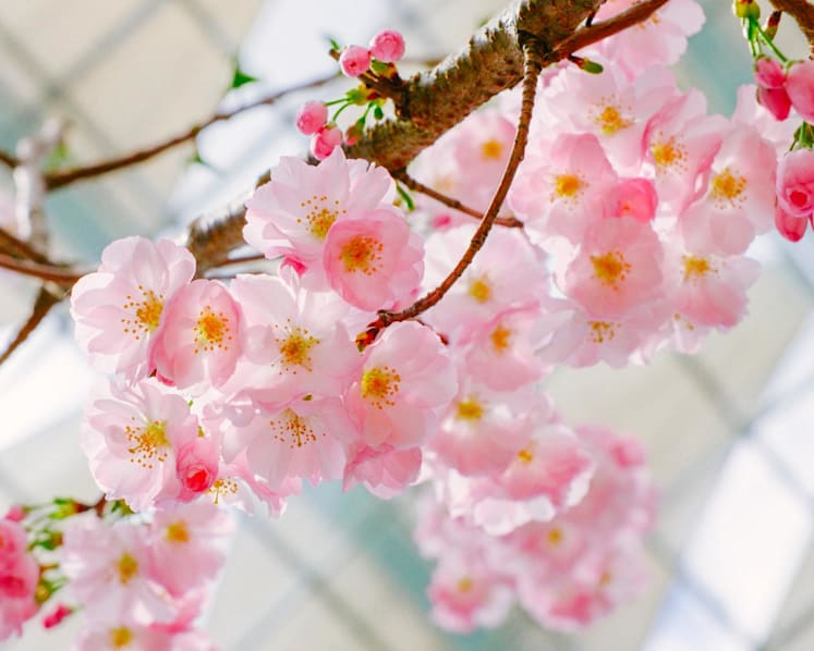 Sakura season returns to Gardens by the Bay with Sanrio characters and Anime Garden weekend