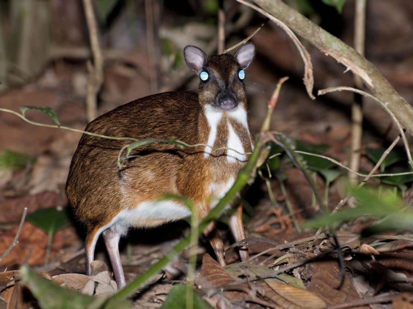 Impact of Cross Island work on MacRitchie significant without LTA mitigation measures
