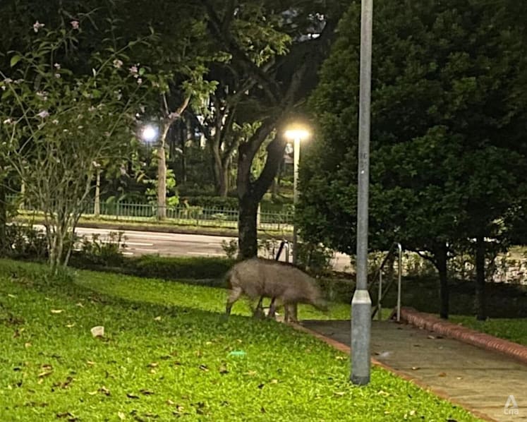NParks sued over alleged negligence in wild boar attack, Botanic Gardens falls