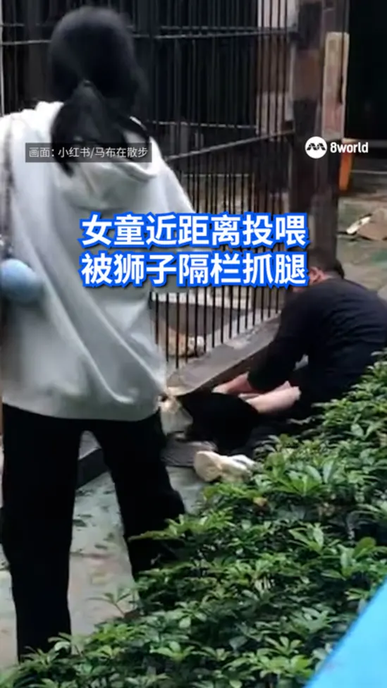 20260301_lion_feeding_vod_01