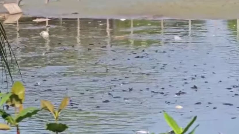 Paras air 'luar biasa rendah' di kolam Yishun sebabkan kematian ikan, dedah HDB