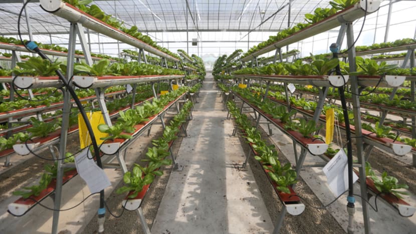 Revised food production targets balance 'ambition and pragmatism', says Zaqy Mohamad