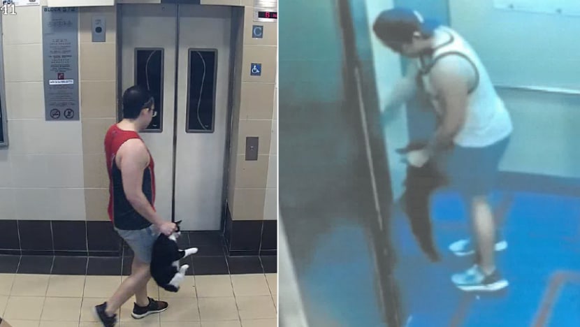 Ang Mo Kio cat abductions: Man gets jail for throwing cats down HDB blocks, killing them