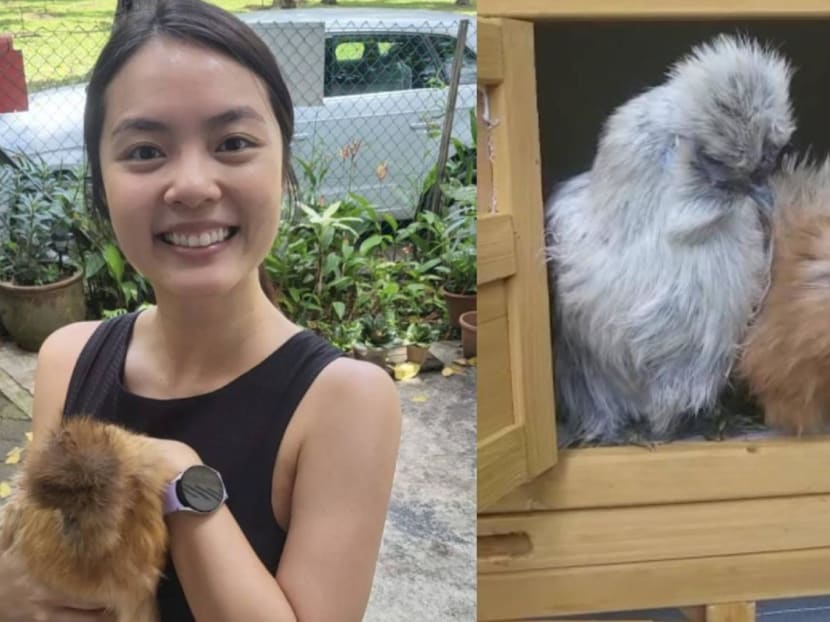 Chantalle Ng now has 2 pet chickens, calls them 'egg-cellent new pets'