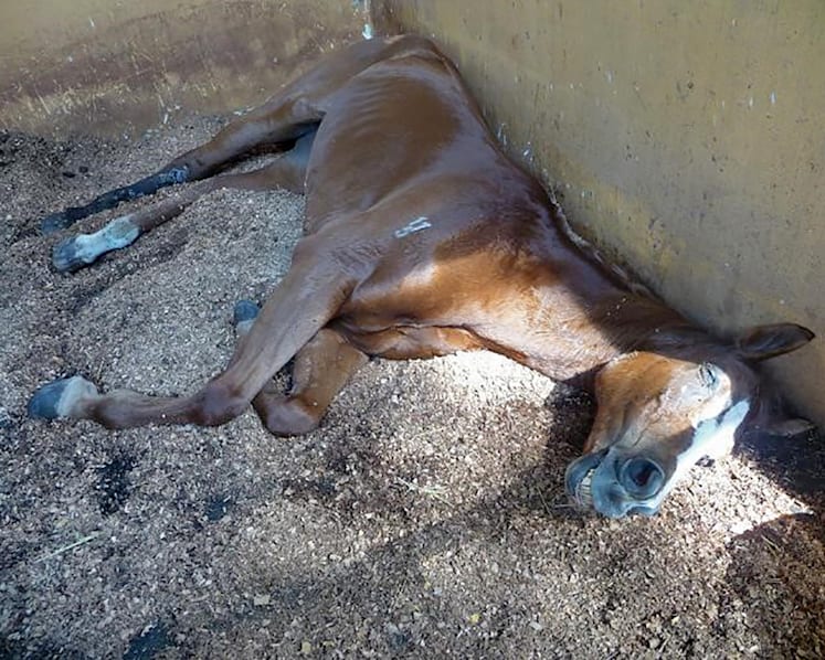 Gallop Stable abuse trial: Horse riddled with wounds, says ex-AVA officer