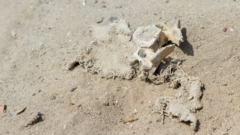 காணாமல்போன சிறுமியின் தாடையும் பல்லும் கிடைத்தது....14 ஆண்டுக்குப் பிறகு