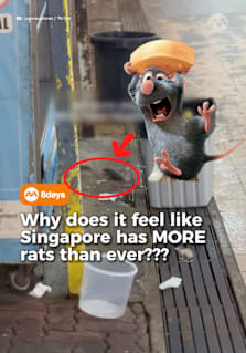 Is it just us, or does it feel like rats have been showing up everywhere in Singapore lately? From rats spotted on MRT trains and station platforms to hawker centres, HDB estates and even viral videos of rats fighting each other, sightings seem to be popping up almost every day on social media. But does that actually mean Singapore has more rats than before? Surprisingly, official figures from the National Environment Agency (NEA) show that the average number of rat burrows detected has actually fallen compared to last year. So why does it still feel like there are rats everywhere? In this video, we break down why rats are turning up in broad daylight, how they end up in unexpected places like MRT stations, and why social media may be changing the way we perceive the rodent problem in Singapore. #8dayssg #8dayssgtrending #rats #skngaporenews #singapore