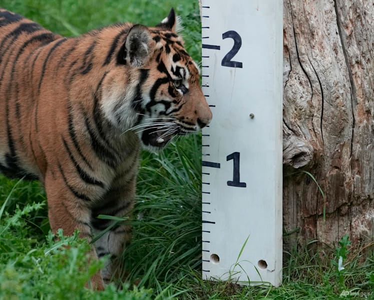 Man dies after tiger attack at UK zoo: police