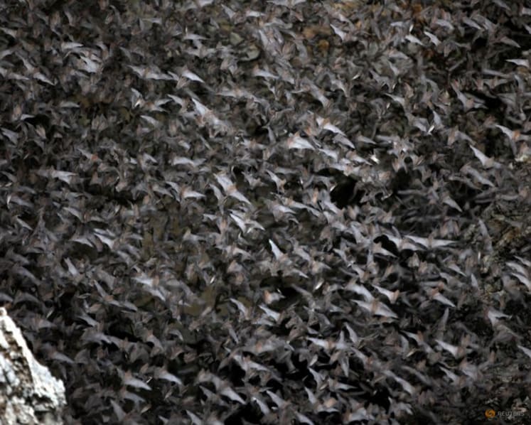 Study reveals evolutionary history of bats, dating back 65 million years