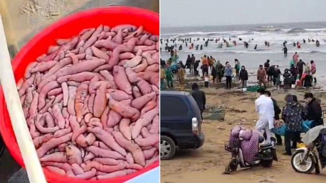 山东海滩出现大量海肠 多人捞捕时遇暗流溺毙