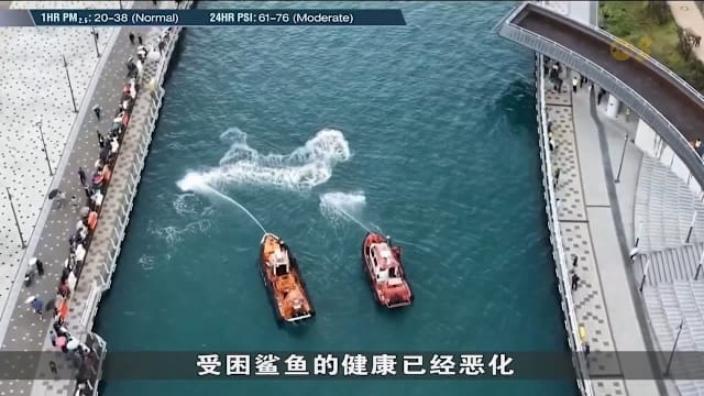 鲨鱼受困釜山人工水道两周 当局周五再引导它重返大海
