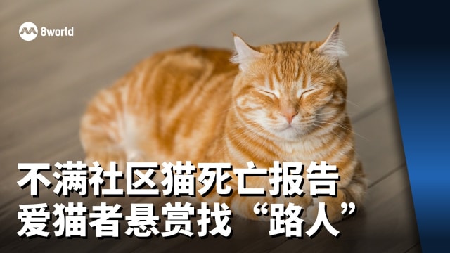 【看见主播 |杨振华】不满社区猫死亡报告 爱猫者悬赏找“路人”
