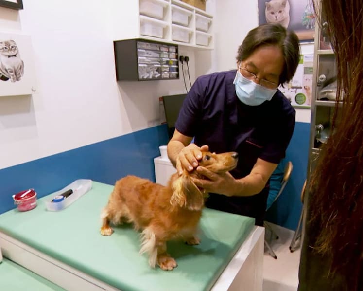 The life of vets: Busier than ever as pet ownership rises, but they can’t ‘walk on water’