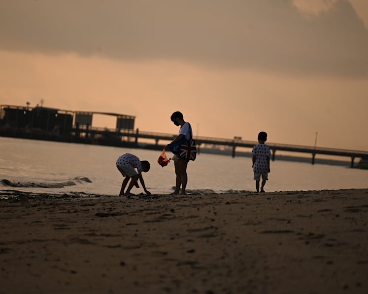 Beachgoers reminded to not collect, touch wildlife at intertidal zones: NParks
