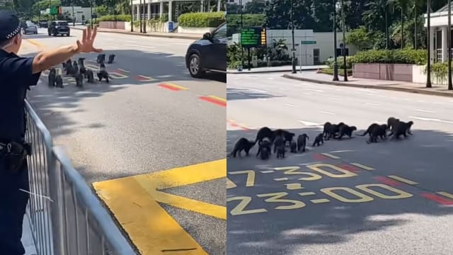 水獭大家族过马路 警卫暖心指挥交通获赞