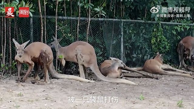 上海野生动物园意外 游客喂食时遭袋鼠打伤