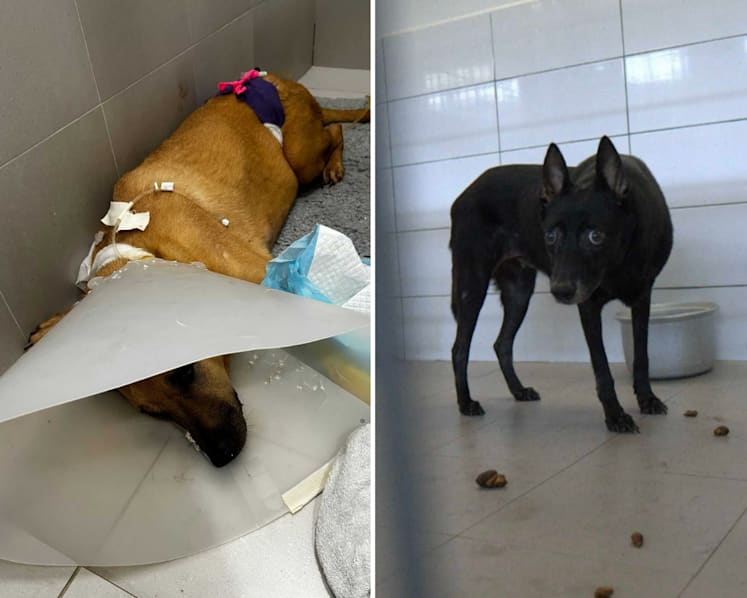 Animal shelter Animal Lovers League loses tenancy after allegations of neglect, unpaid rent