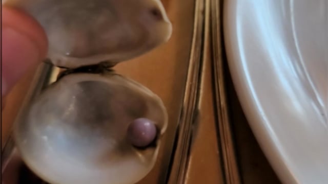 美国男子吃蛤蜊咬到硬物 结果竟是罕见紫珍珠