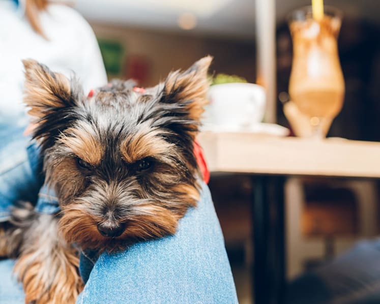 SFA eases requirements for some restaurants to allow pets in outdoor dining areas