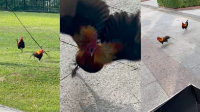 Woman Crosses Paths With Fighting Roosters At CBD & Is “Almost Attacked”