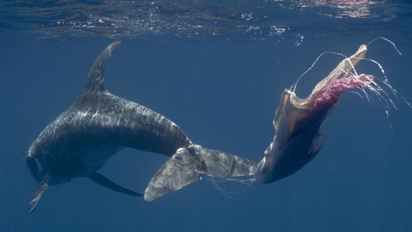 Commentary: Microplastics discovered in body tissues of whales and dolphins spark concerns for human health too Commentary: Microplastics discovered in body tissues of whales and dolphins spark concerns for human health too