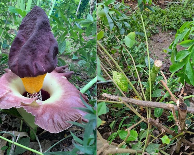 Giant wildflower in Sembawang stolen within days of its discovery