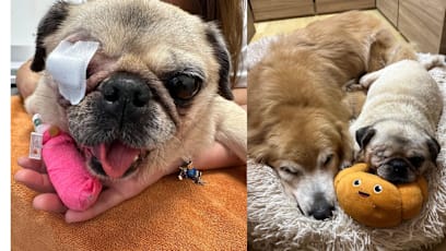 Pug Loses Eye After Injury At Pet Boarding & Grooming Shop, The Same One Where A Poodle Died After Allegedly Left Unattended