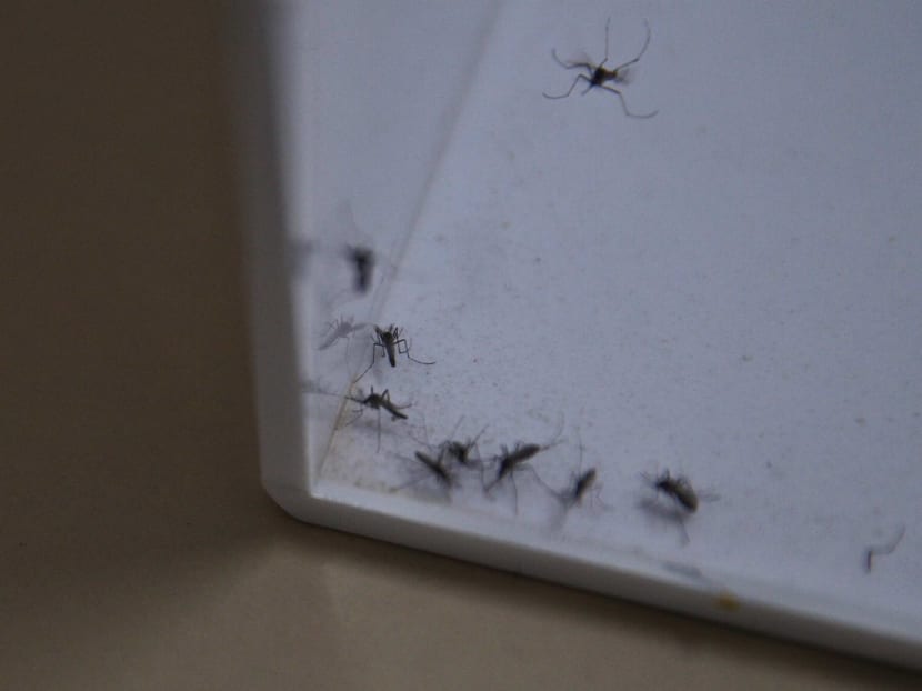 I've been killing the 'helpful' Project Wolbachia mosquitoes, as they are a nuisance I've been killing the 'helpful' Project Wolbachia mosquitoes, as they are a nuisance