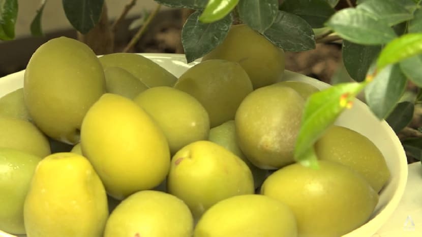 Italy's olive harvest threatened, as deadly bacteria kills millions of trees Italy's olive harvest threatened, as deadly bacteria kills millions of trees