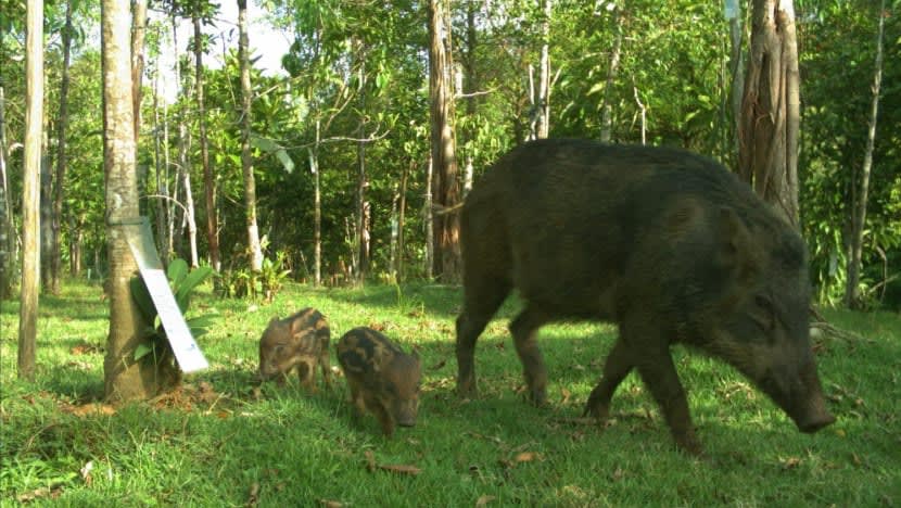 Rusa sambar, babi liar antara spesies dilihat guna, lintas Jambatan Hidupan Liar Mandai
