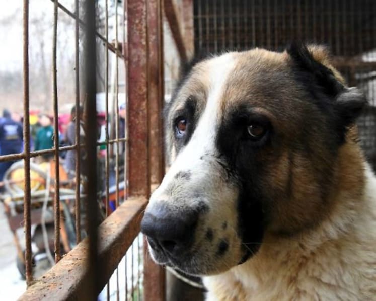 Commentary: If everyone detests puppy mills, why do they still exist? 