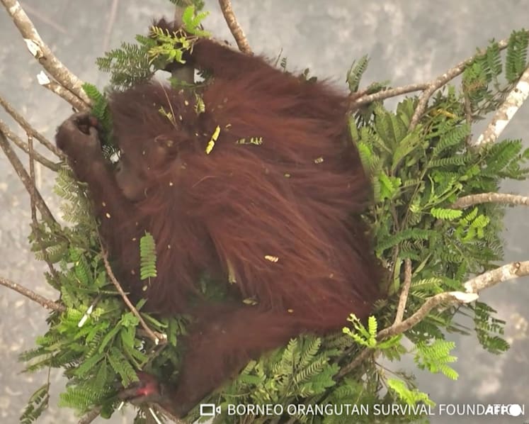 Walking through flames: Orangutans rescued in Indonesia fires