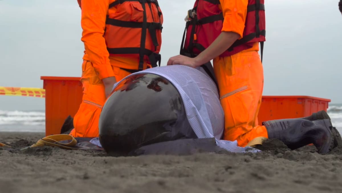 No Ordinary Rescue - Into The Wild - CNA