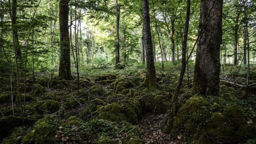 Tip daki gunung: Cara kekal selamat teroka kawasan seperti Gunung Pulai
