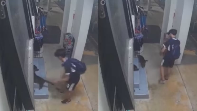 Polis berkas remaja lelaki dirakam cabul kucing di Bukit Panjang