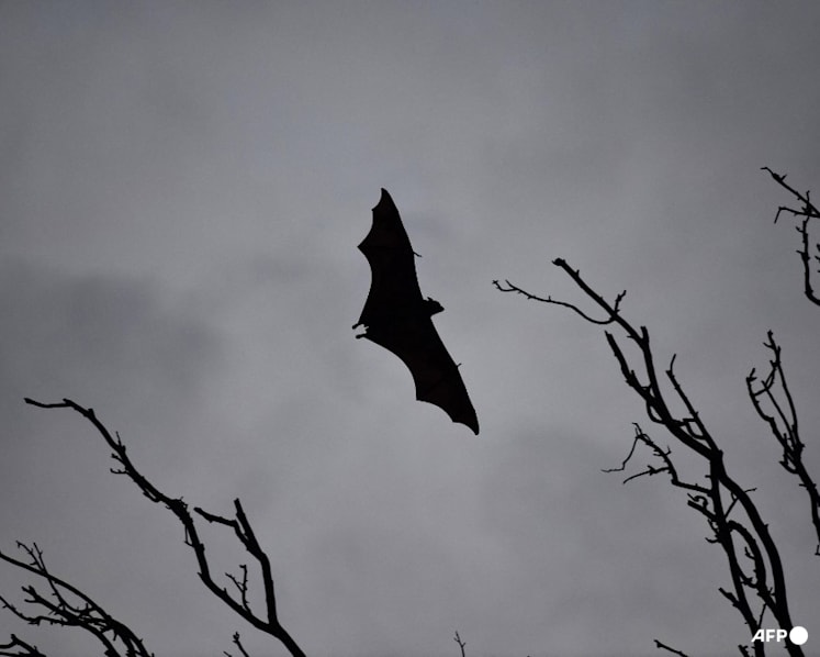 One person dead from Nipah virus in Bangladesh, says WHO