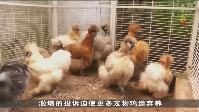 近三个月遭弃养鸡只比往年同期激增四成 收容所空间缺乏