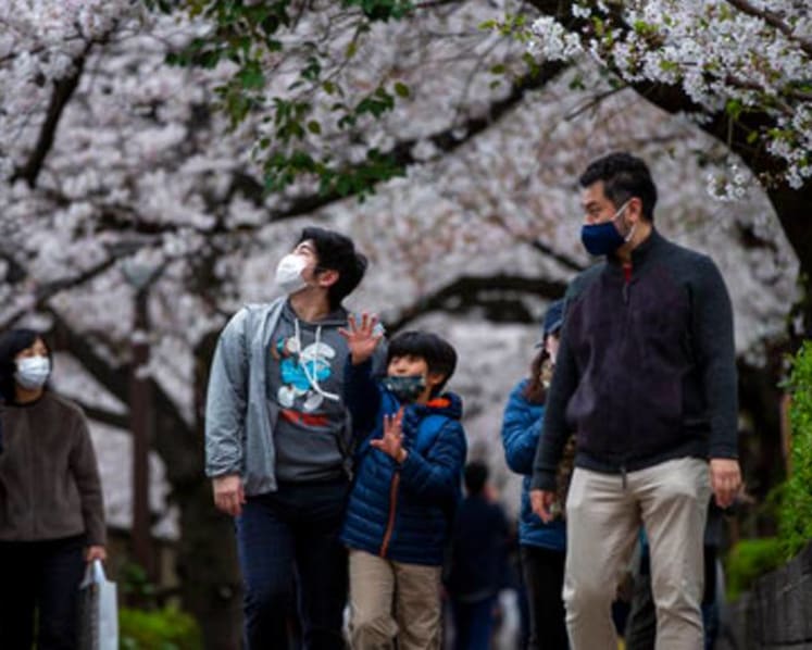 Japan's famous cherry blossoms bloom early as climate warms