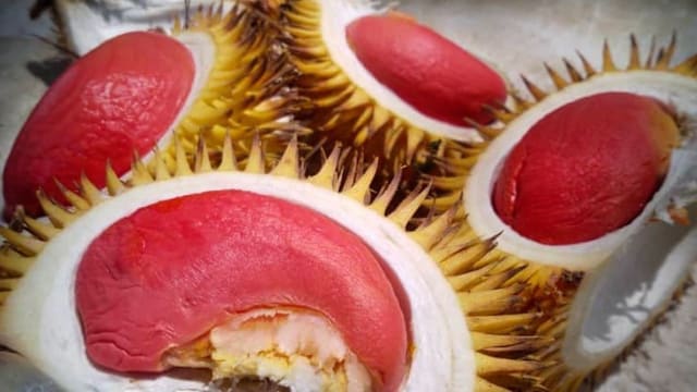 婆罗洲特有“红肉榴梿” 马国拟打造成农业旅游产品