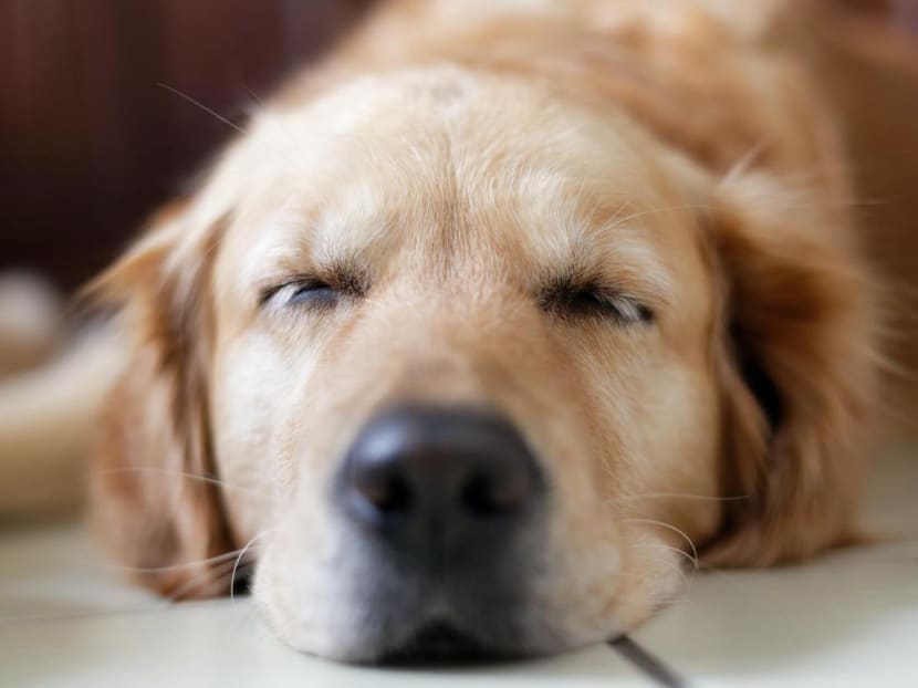 Euthanising A Pet Out Of Convenience Isn’t The Most Outrageous Request That Vets In Singapore Have Received From Pet Owners Euthanising A Pet Out Of Convenience Isn’t The Most Outrageous Request That Vets In Singapore Have Received From Pet Owners