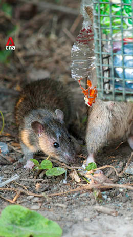 Singapore is winning its battle against rats