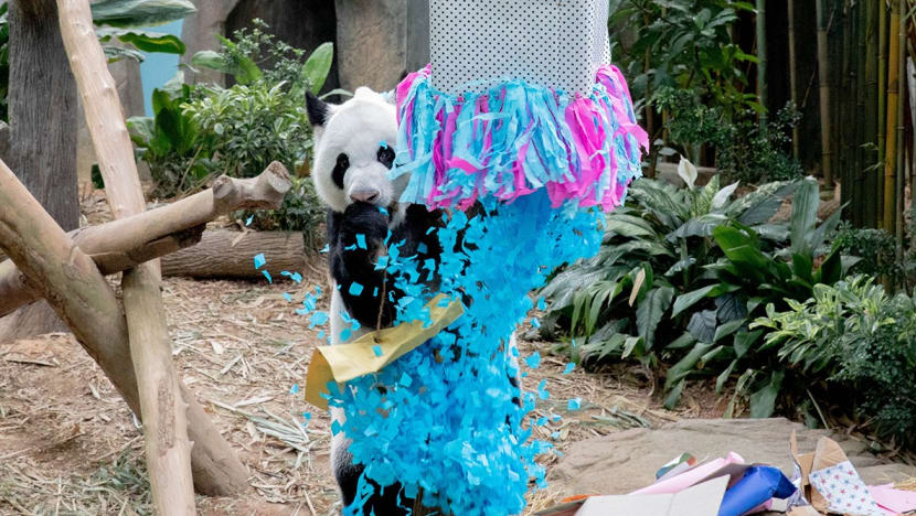 Public invited to name Singapore’s first giant panda cub, revealed to be a boy