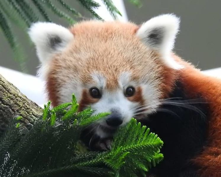 River Safari gets female red panda to kickstart breeding programme for the endangered animal