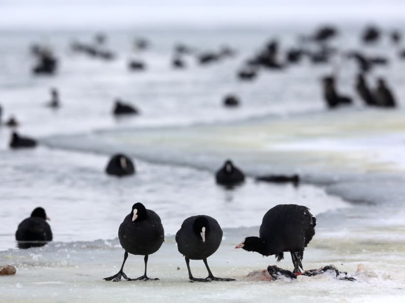 Birds cannibalize a dead bird near the last unfrozen part of the frozen Dojran lake, Macedonia January 11, 2017, as icy weather continues across Europe. Photo: Reuters