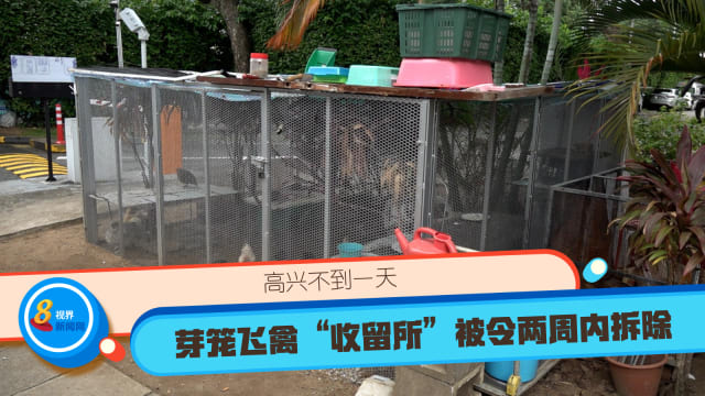 高兴不到一天 芽笼飞禽“收留所”被令两周内拆除