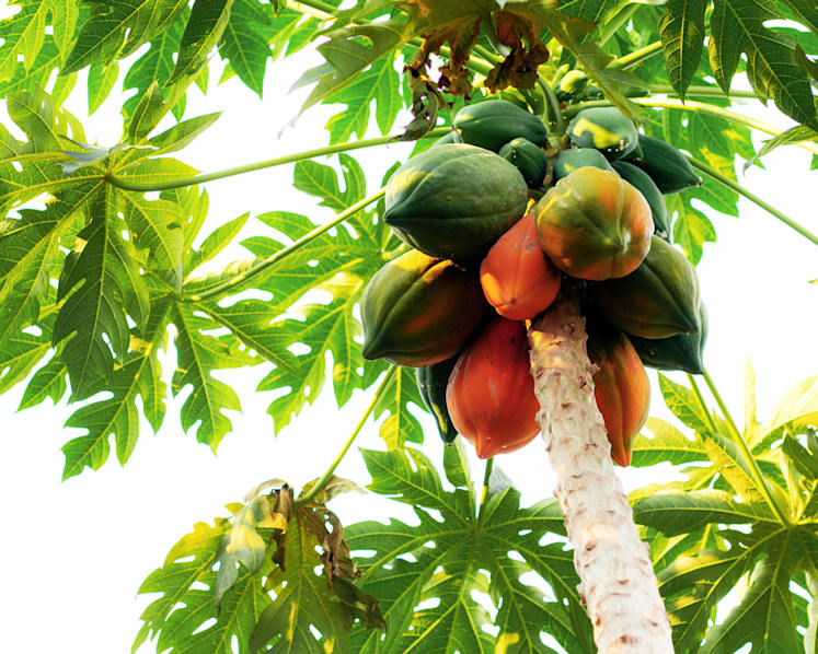 3 weeks’ jail for man who threatened community cat feeder, chopped down papaya tree