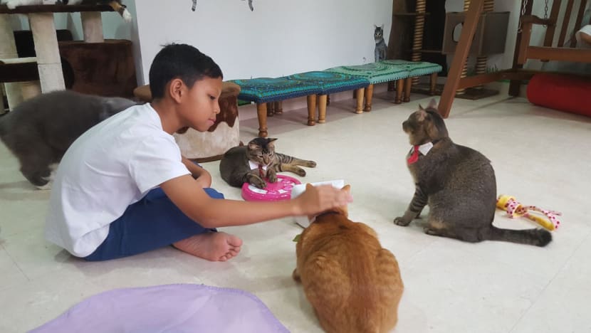 Ahead of closure, The Cat Museum launches campaign to raise S$1m