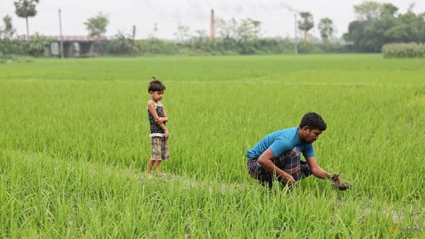 Heavy rains threaten Bangladesh's rice harvest