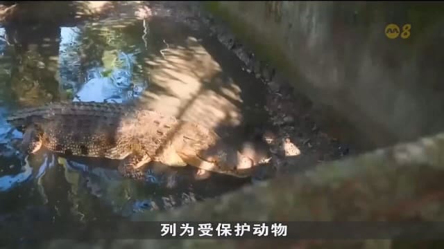 印尼鳄鱼袭人事件激增 去年通报近180起