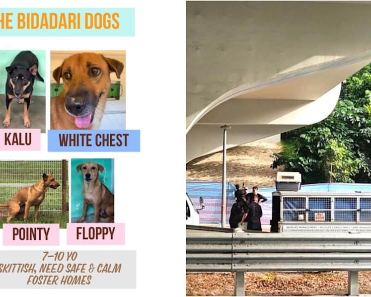 Stray dogs at Bidadari Park to be 'humanely' captured after feedback about territorial behaviour: NParks